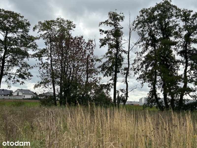 Działka 806 m² w Gwiazdowie – 190 zł/m², 32 min od Poznania