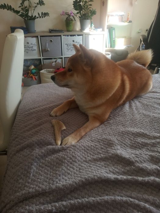 (Можно без денег )Мальчик сиба ищит пару без обязательств документы в