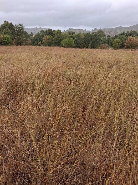 Terreno rustico com regadio do zêzêre para venda I Trigais