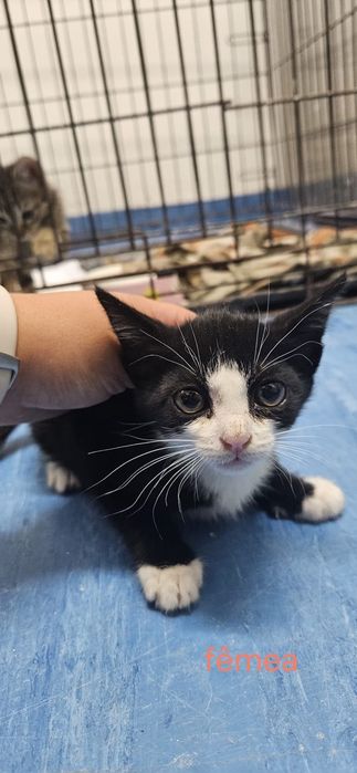 Bebés com esterilização gratuita para adoção