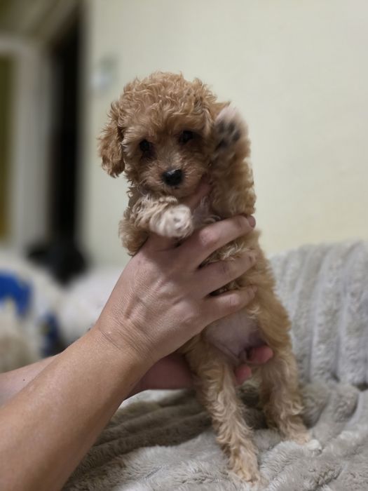 Do sprzedania  2 suczki pudelek toy