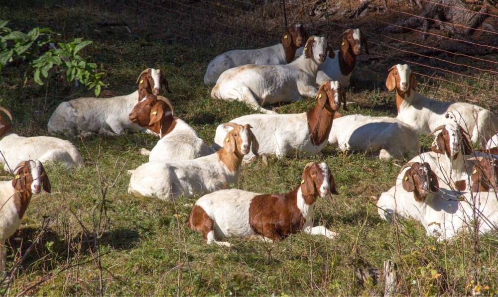 Племені козенята від 7500