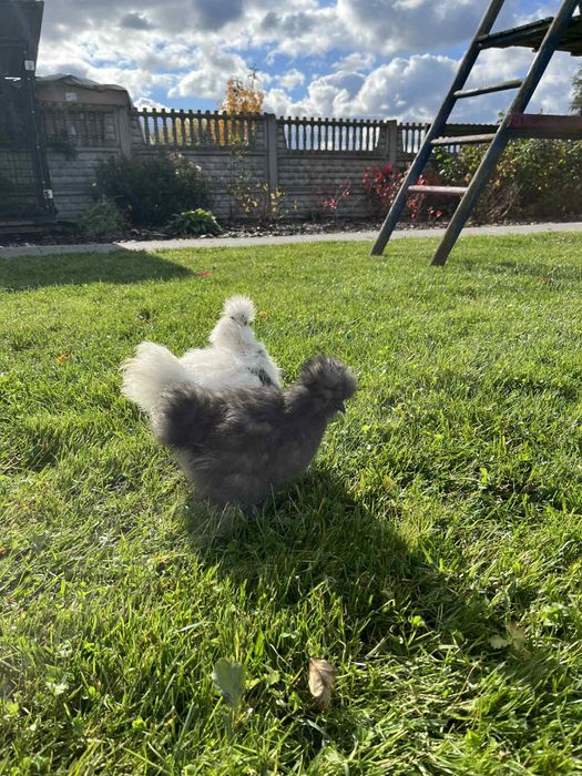 Kury Silki Bialoczuby