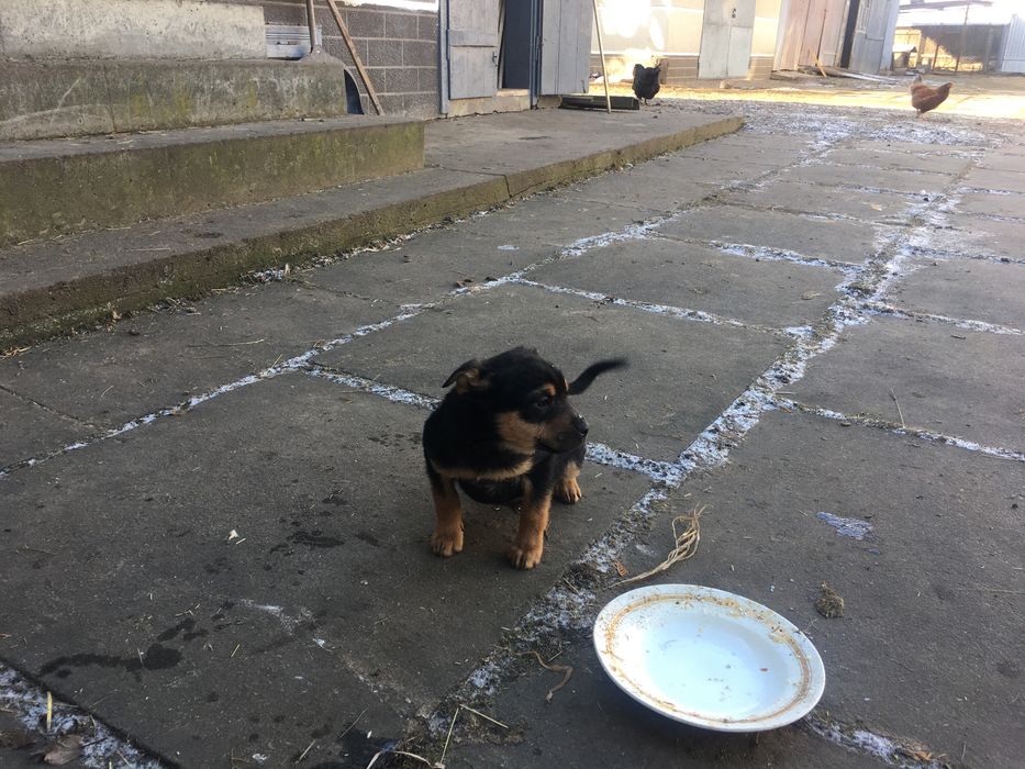 Віддам в добрі руки песики , собачка , цуценята ,