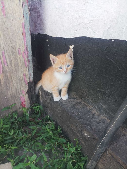 Грайливі кошенята