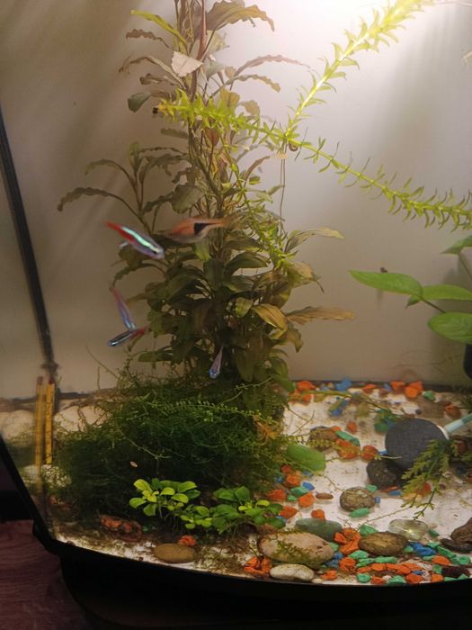 Аквариумные рыбки неоны, расбора. Растения элодея, анубиас.
