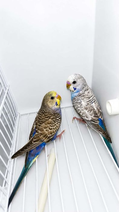 Casal de periquitos disponivel