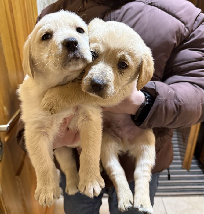 Віддам щенят, цуценят лабладора