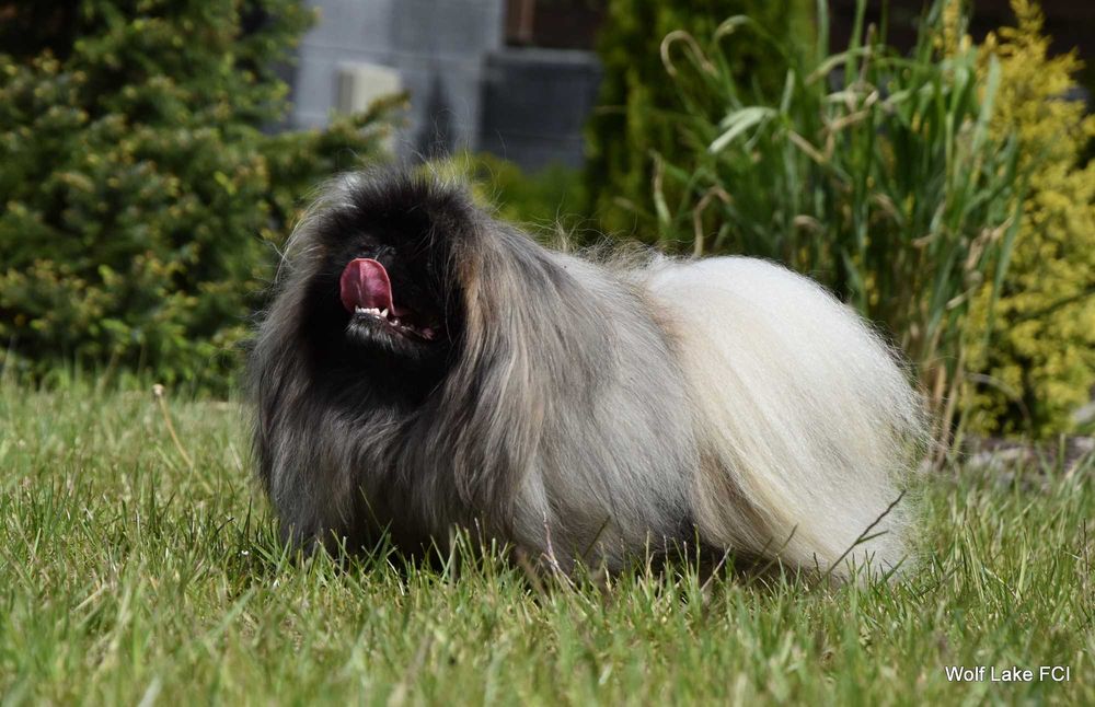 Pekińczyk ZKwP / FCI prawdziwy rodowód