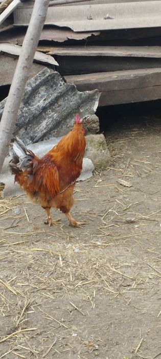 Молодий плодоносний великий голосний півень для Ваших курочок