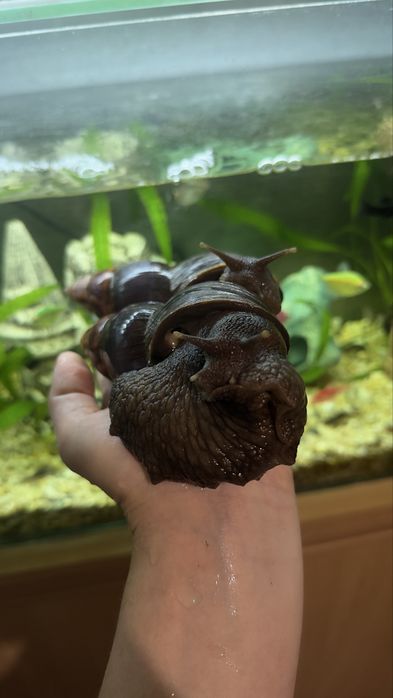Ахатина Фуліка Стандарт равлики косметологія snail therapy collagen