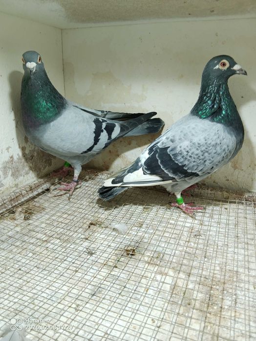 23.Gołębie pocztowe. Samce Belgia 2023