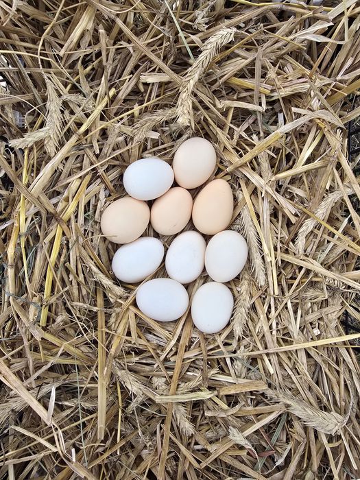 Jaja Lęgowe Kochin, Marans, Silka, Liliputki