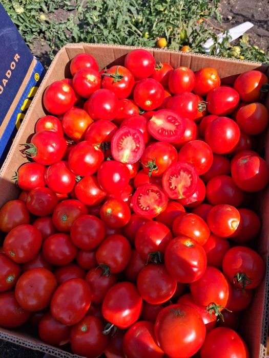 продам помидор асвон