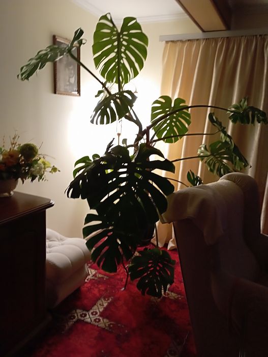 Monstera duży kwiat