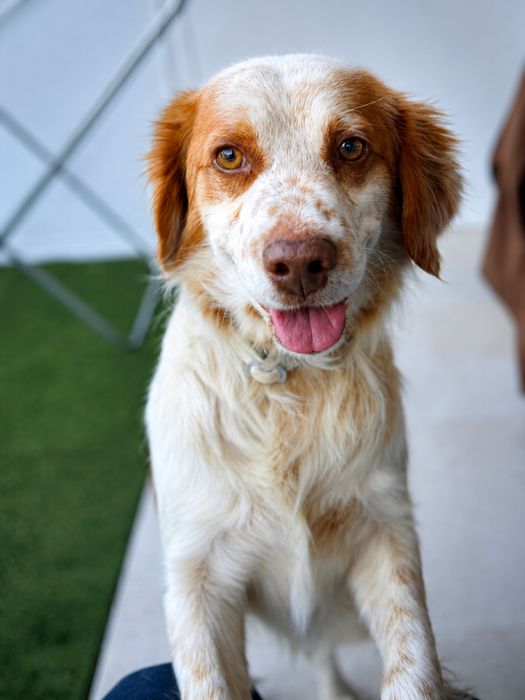 Cão Epanhol Bertone