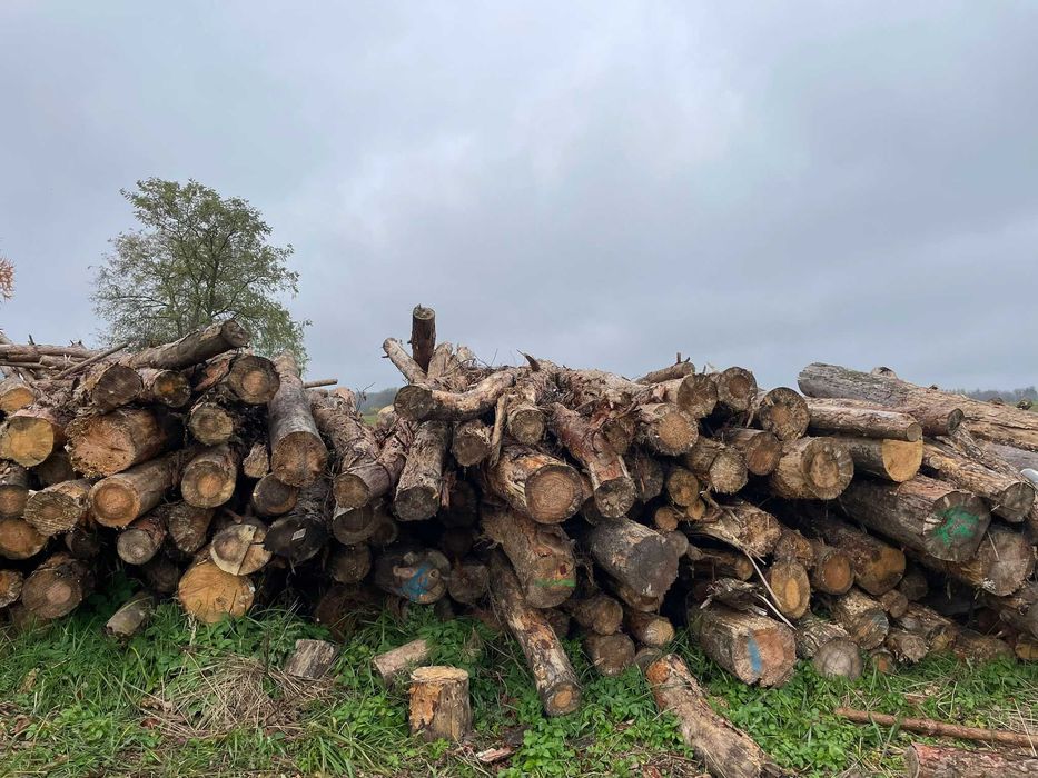 Drewno opałowe opał Kominek Kominkowe Liściaste Iglaste