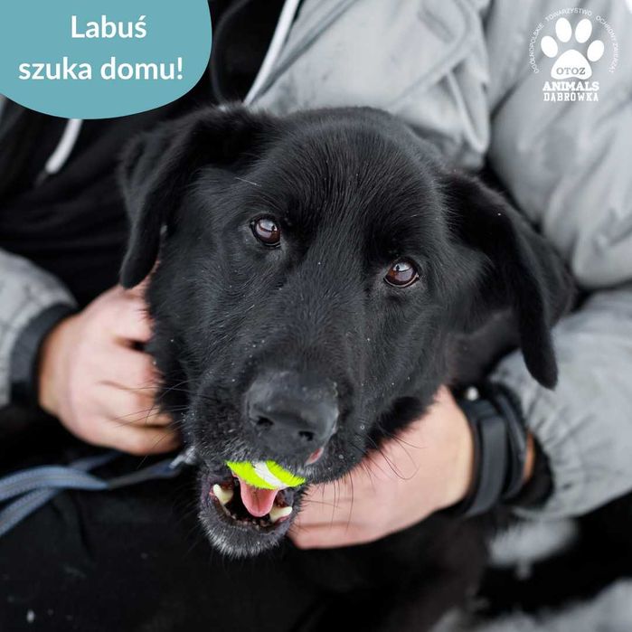 Labuś szuka domu!