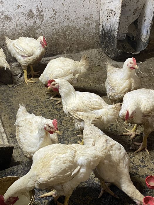 Продам молодих півнів, курчат домінантів