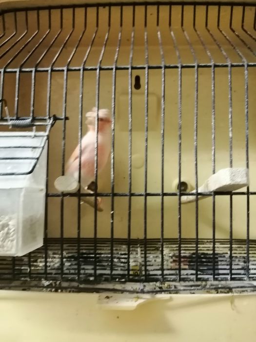 Canários arlequins português