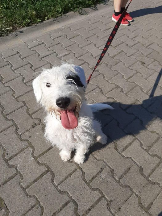 Nuki - terier w poszukiwaniu domu