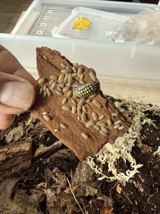 Isopod Armadillidium gestroi