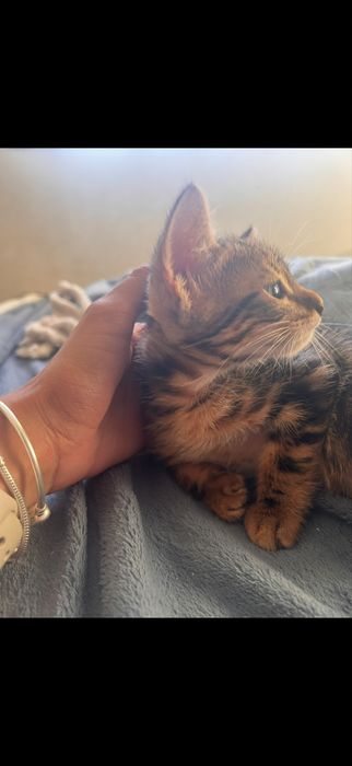 Gatinha bebe pequena