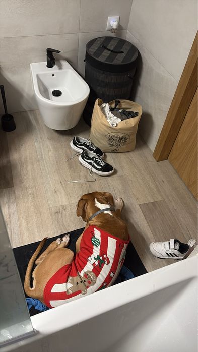 Adoçao responsavel , pitbull  staffordshire