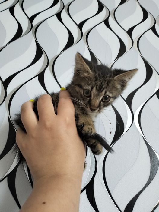 Кошеня добрі руки