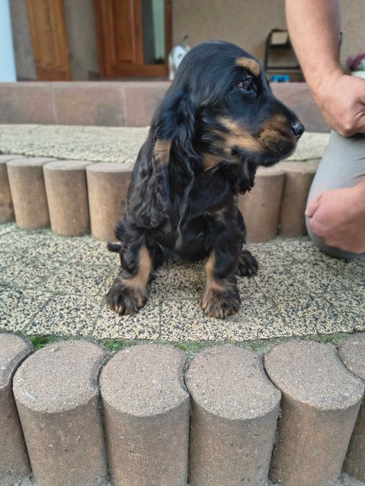 cocker spaniel angielski suczka