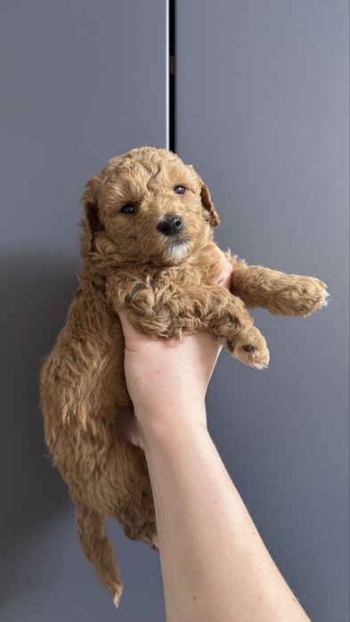 Щенята Мальтіпу F1