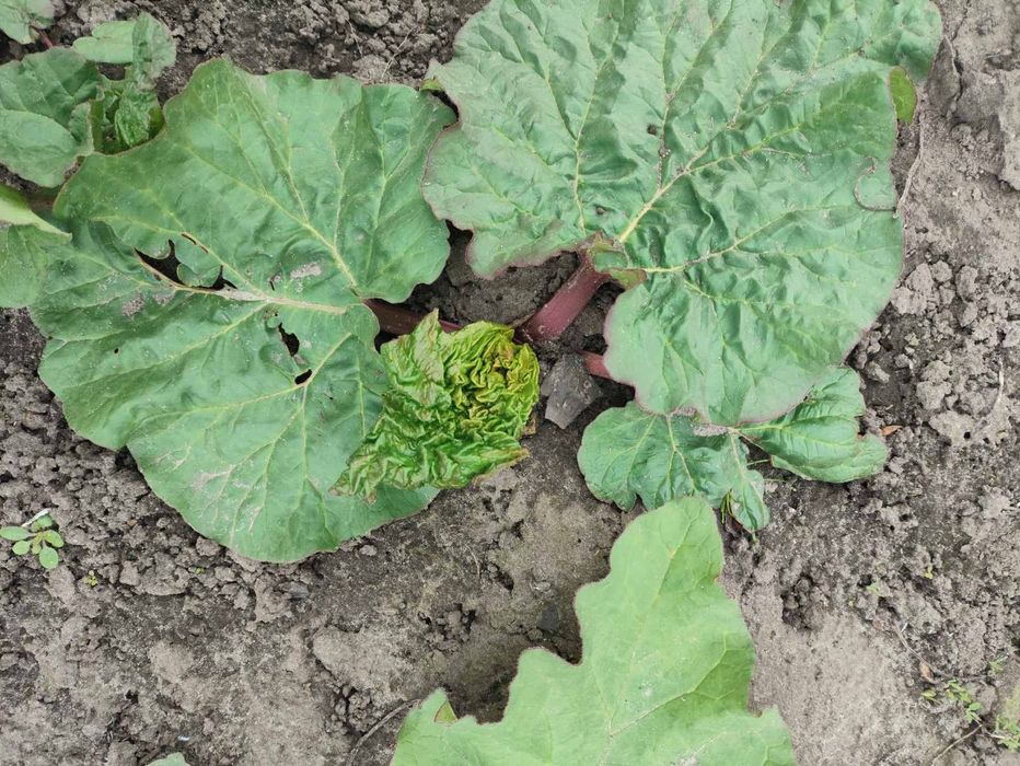 Ревінь багаторічний,румбамбар.