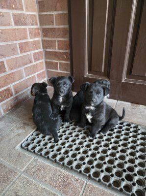 Szczeniaki kundelki  pieski