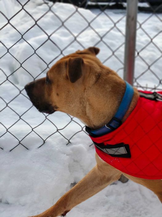 ARIA - Schronisko dla Zwierząt w Ostródzie