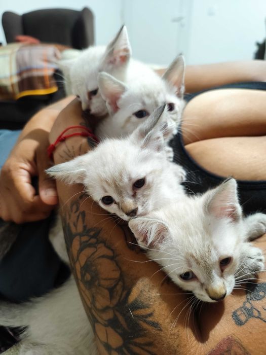 Gatinhos para adoção
