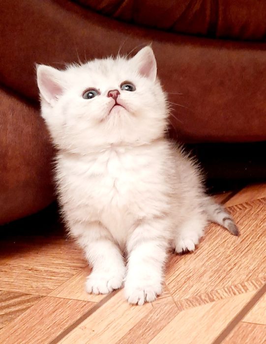 Ефектні кошенятка