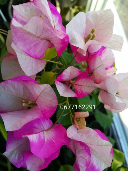 Бугенвиллия разная