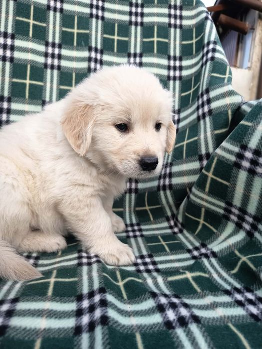 Golden Retriever