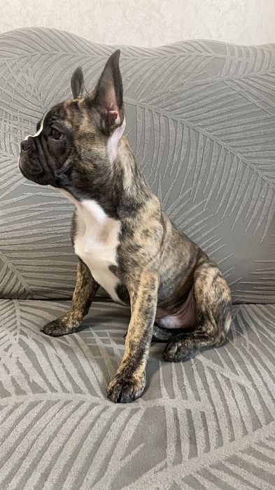 Хлопчик французького бульдога