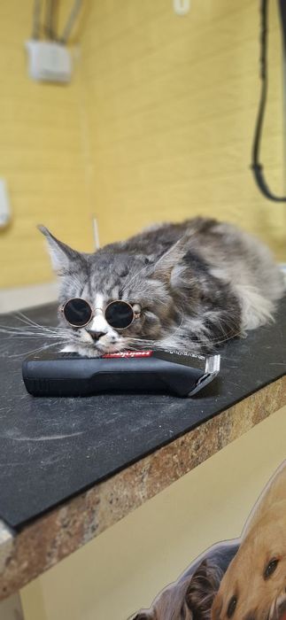 Грумінг для вашого улюбленця