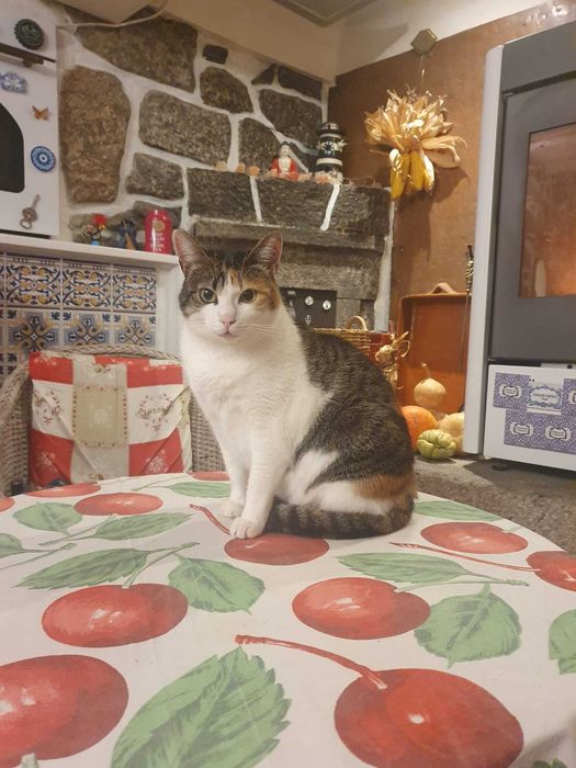 Gata linda de 1 ano carinhosa