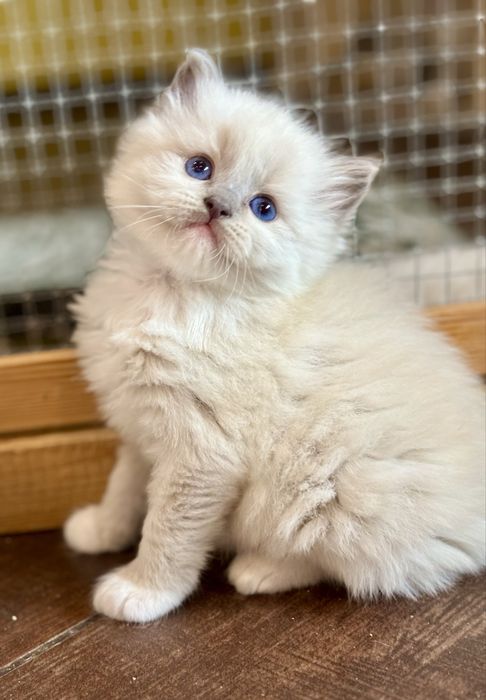 Cudowny kocurek Ragdoll