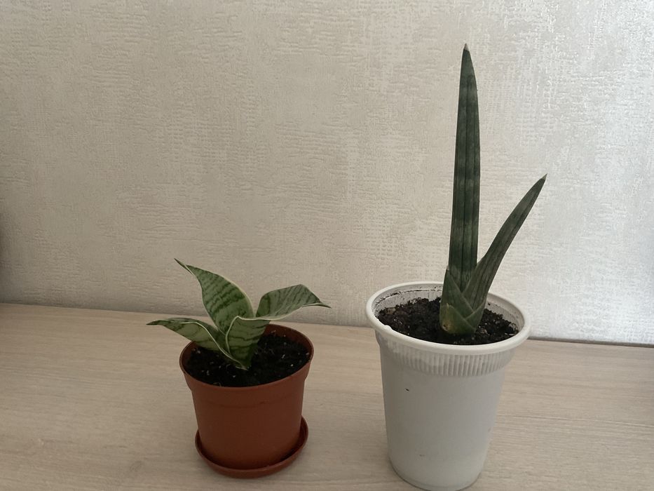 Сансевиерия Тиара платинум, ханни Крем