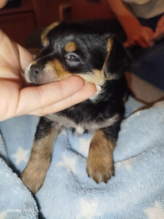 Pińczerki miniaturowe