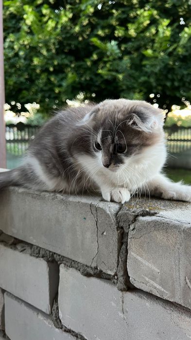 Віддам в добрі руки кішечку