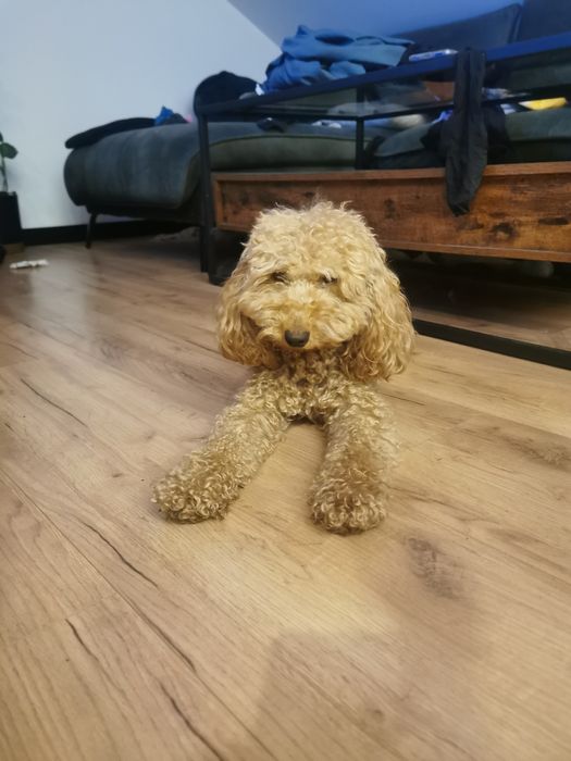 Piesek Bolek - pudel miniatura ZHPR UCI