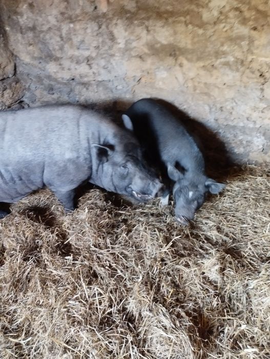 Продам в'єтнамськіх свиней