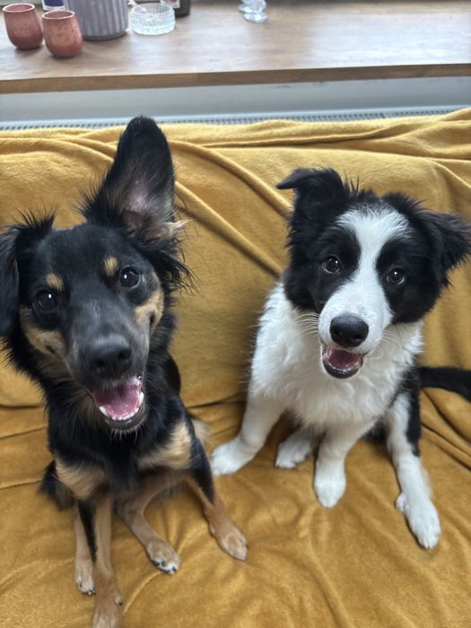 Border Collie do adopcji (ZAREZERWOWANA)
