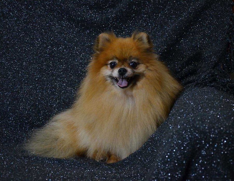 Риженька дівчинка померашка