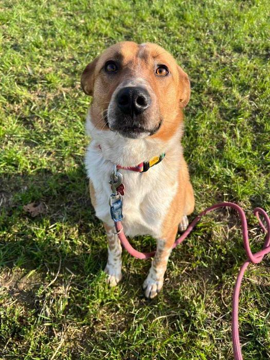 Bax szuka pilnie domu